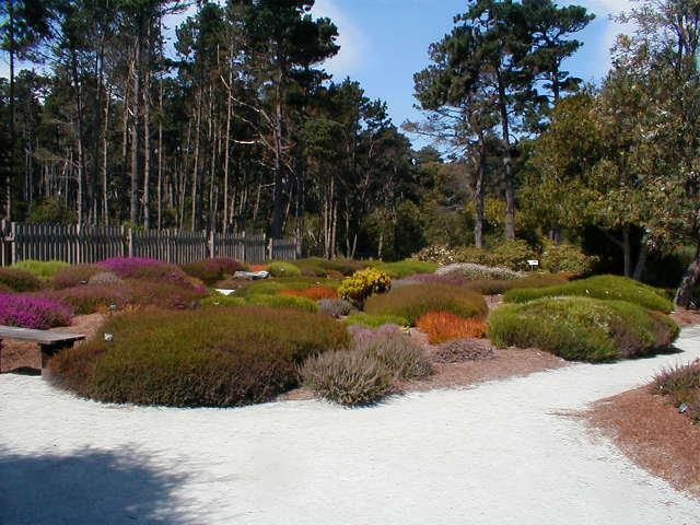 heathergarden5.JPG