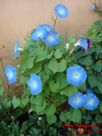 heavenly%20blue_01.jpg