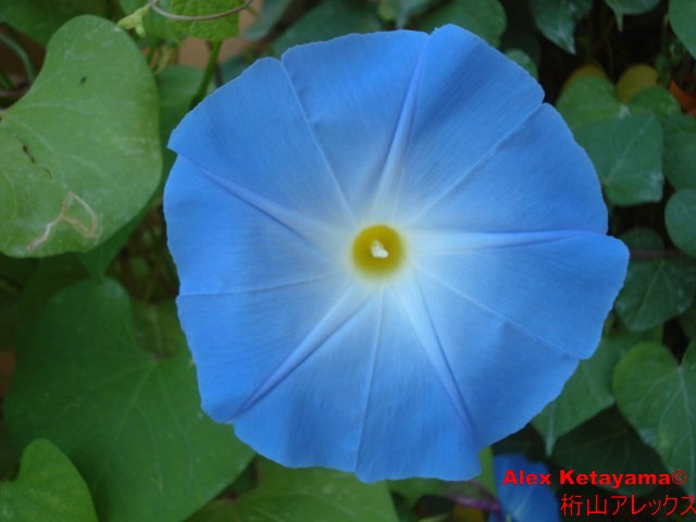 heavenly%20blue_02.jpg