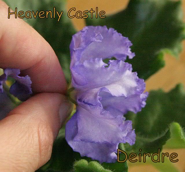 heavenlycastle03.jpg