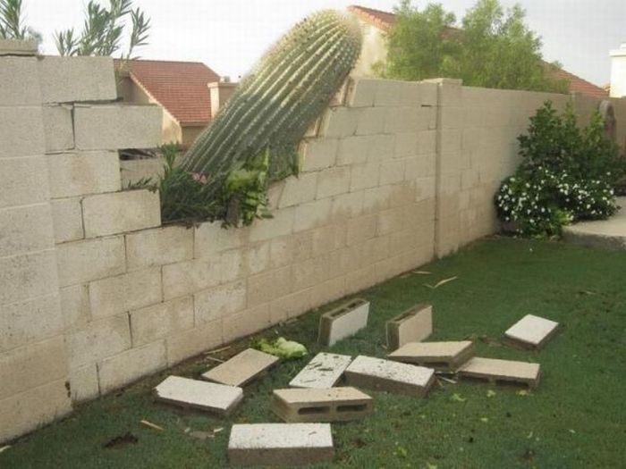 heavy-cactus.jpg