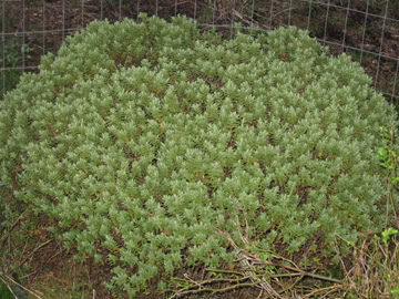 Hebepinguifolia.jpg