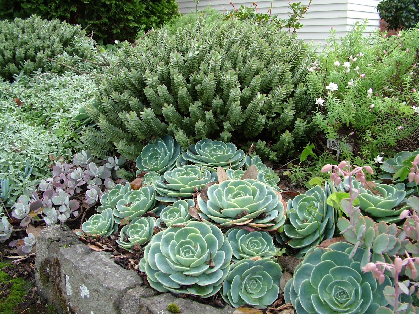 Hebes+and+succulents+in+Auckland+garden.jpg