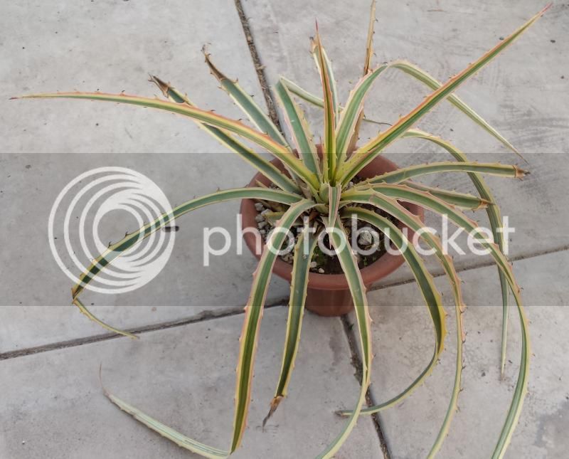 hechtia1_zpsb2c4294c.jpg