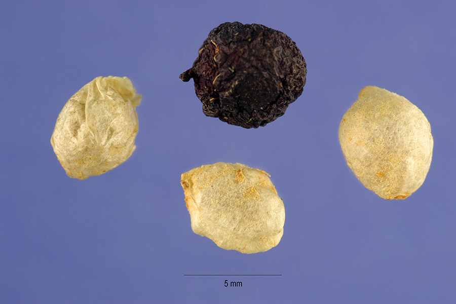 Hedera-helix-seed-permissionok.jpg