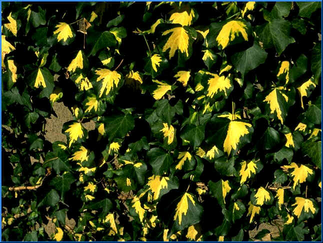 hedera1.jpg