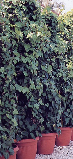 hedera_algeriensis.jpg