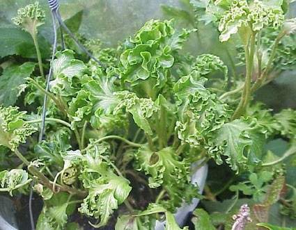 Hedera_Filigran3-max-500.jpg