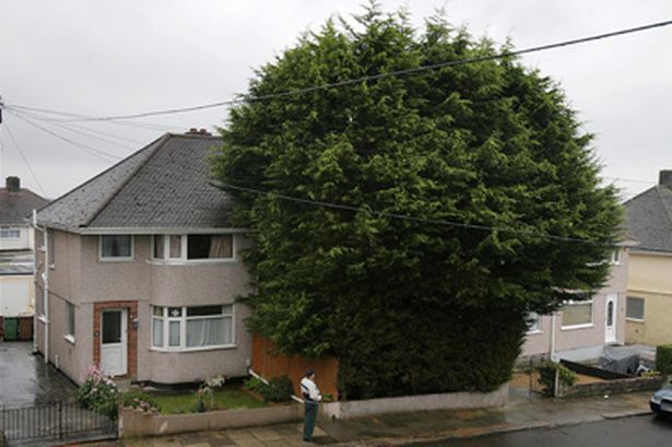 hedge.jpg