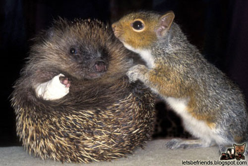 hedgehog-squirrel.jpg