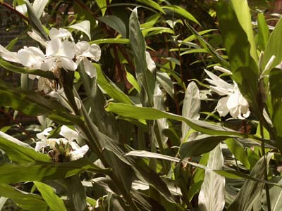 Hedychium%20coro.jpg