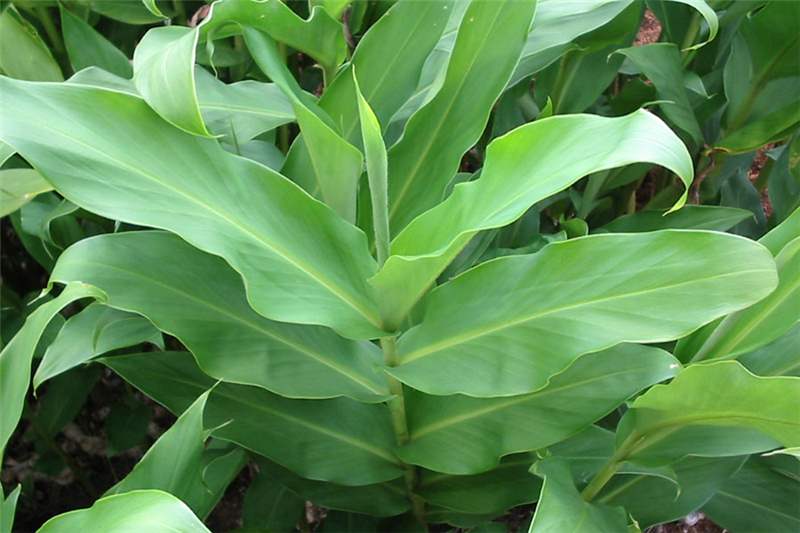 hedychium_coronarium4.jpg