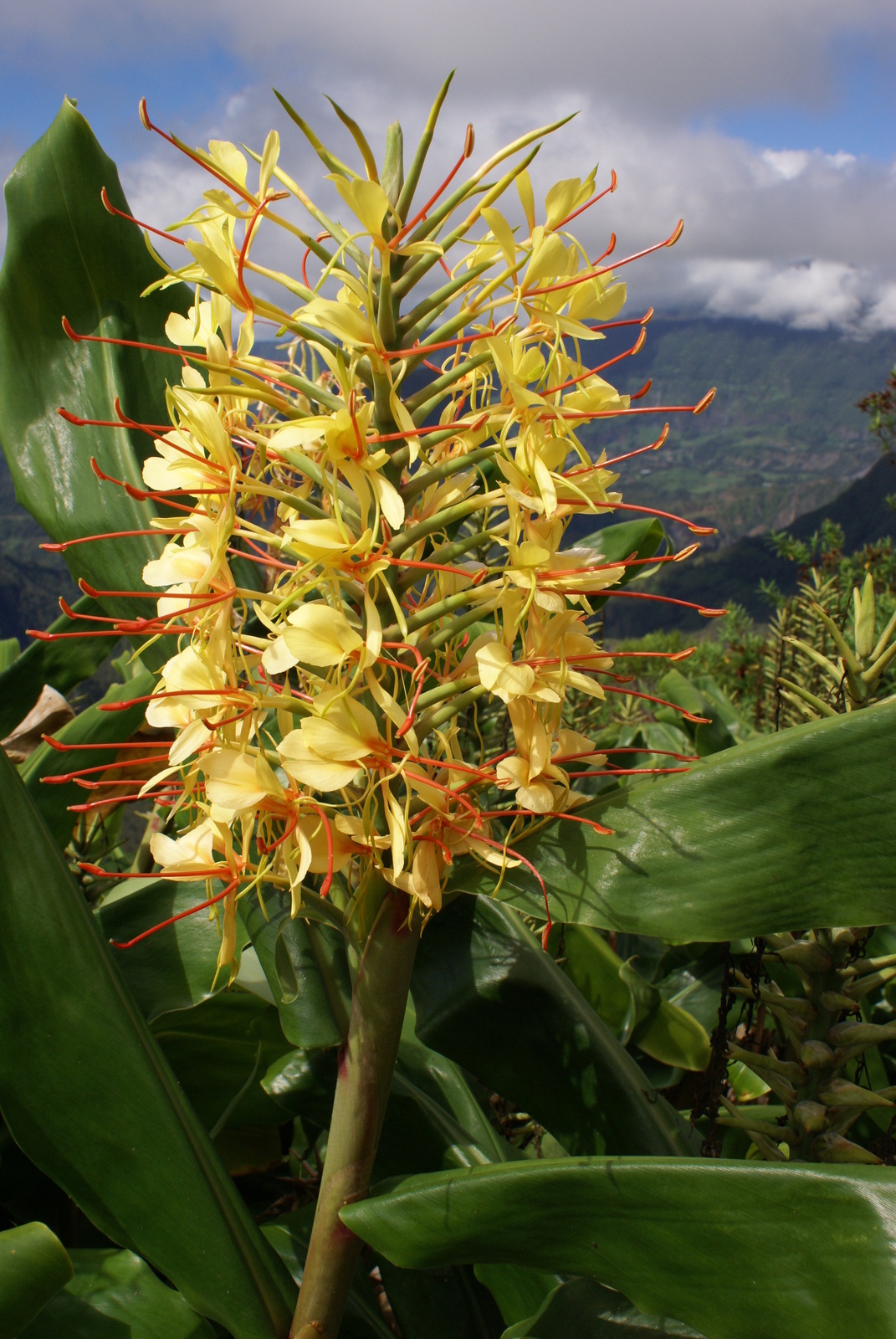Hedychium_gardnerianum.JPG