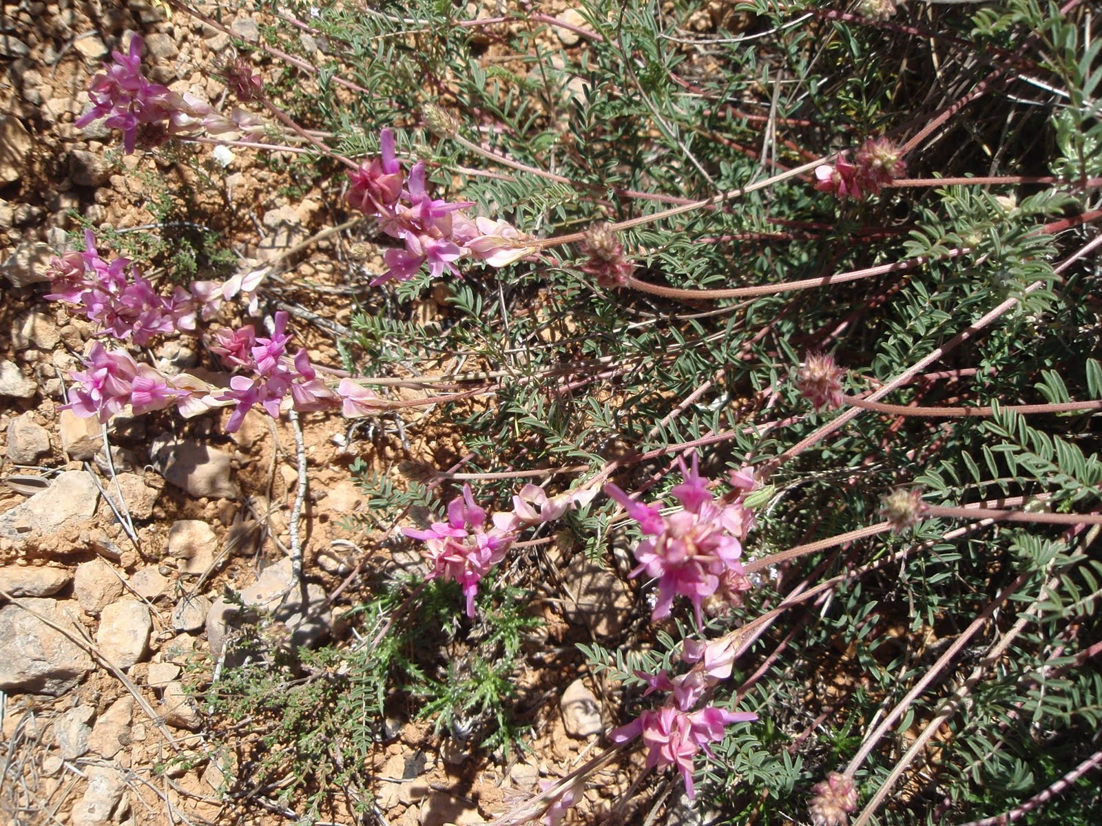 hedysarum+boveanum4.JPG