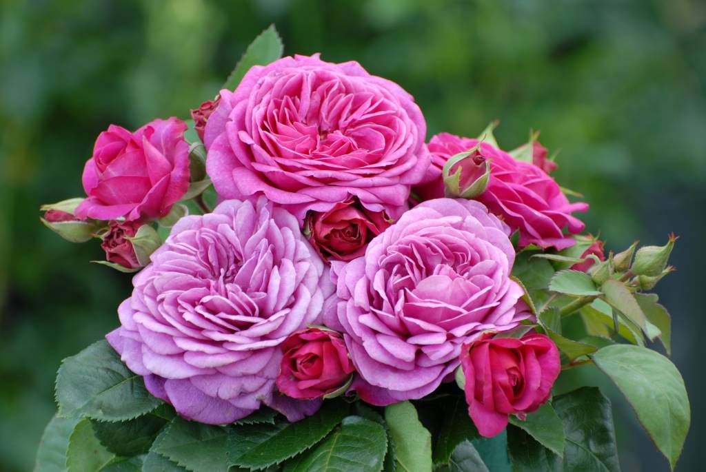heidi-klum-rose-op-stam-100-120-cm-kale-wortel.jpg