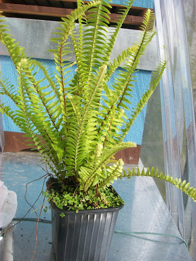 Helecho%2520Microsorum%2520diversifolium.JPG
