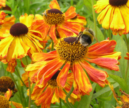 helenium_Waldtraut_P7240046.JPG