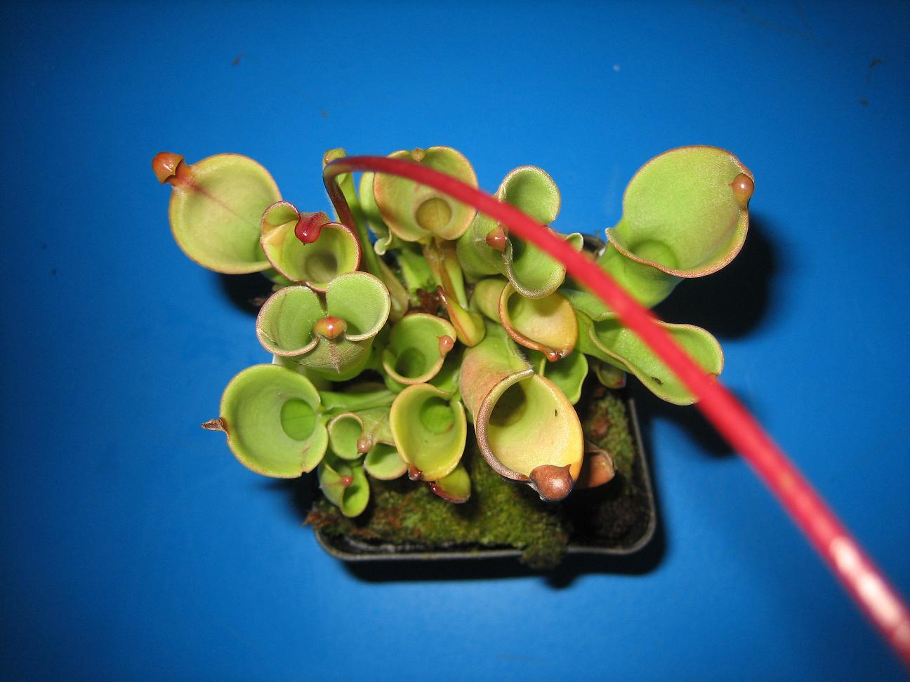Heliamphora%20desde%20arriba%20Red..JPG