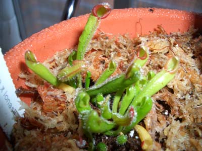 Heliamphora%20heterodoxa%20x%20ionasii.jpg
