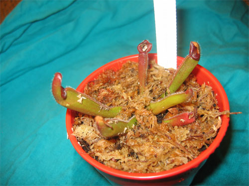 Heliamphora-heterodoxa-x-io.jpg