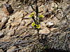 Helianthemum_01.jpg