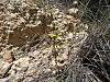 Helianthemum_02.jpg