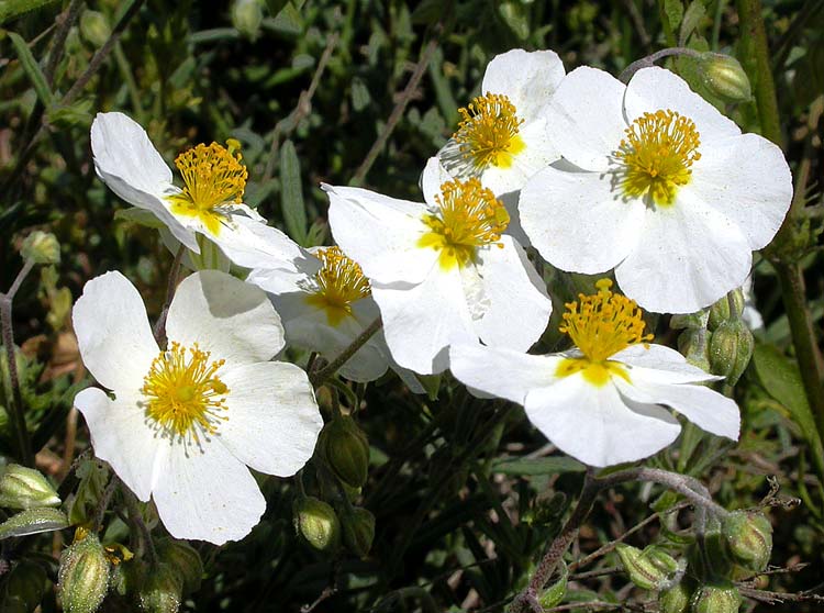 helianthemum_apenninum.jpg