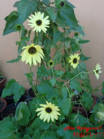 helianthus%20debilis_01.jpg