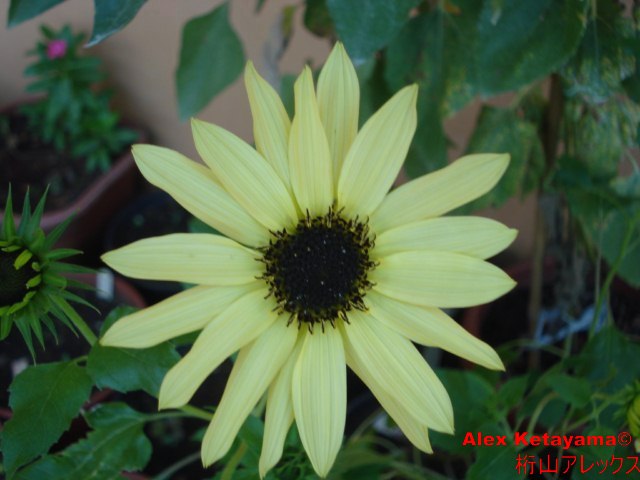 helianthus%20debilis_02.jpg