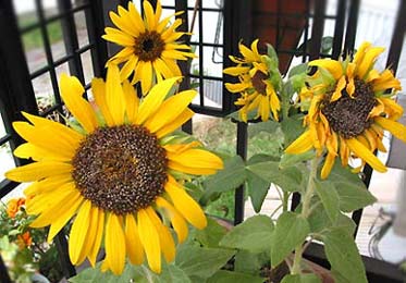 helianthus-annuus.jpg