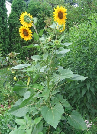HelianthusAnnuus050721a.jpg
