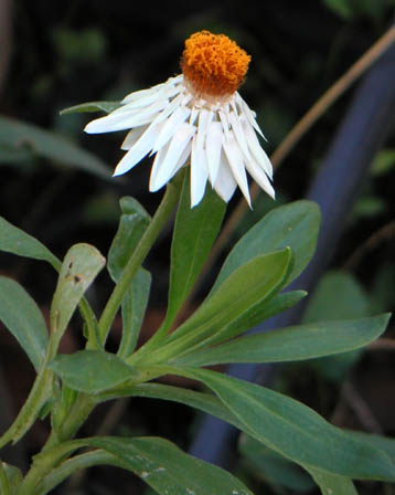 Helichrysum-bracteatum.jpe
