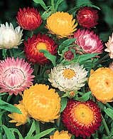 helichrysum-bracteatum.jpg