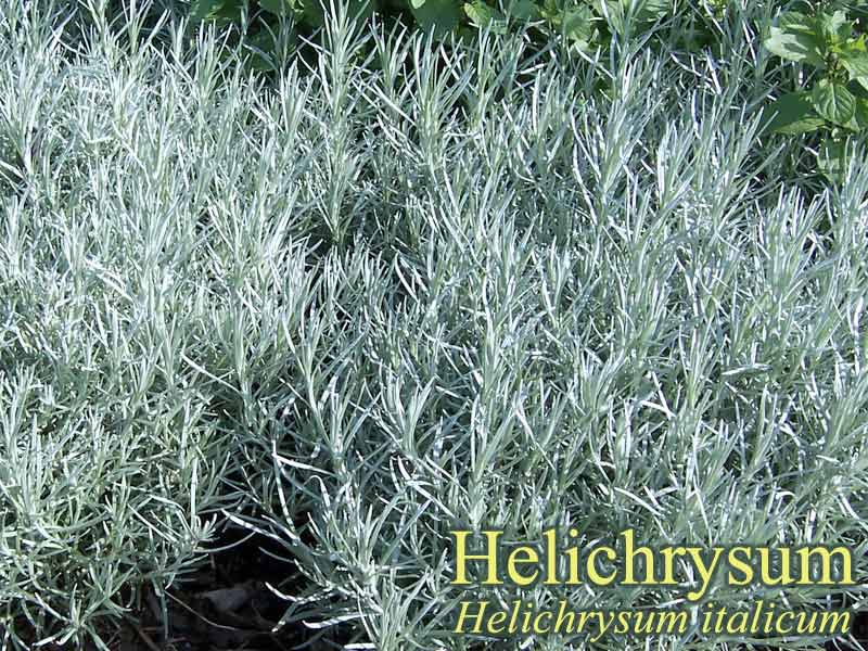 Helichrysum-italicum.jpg