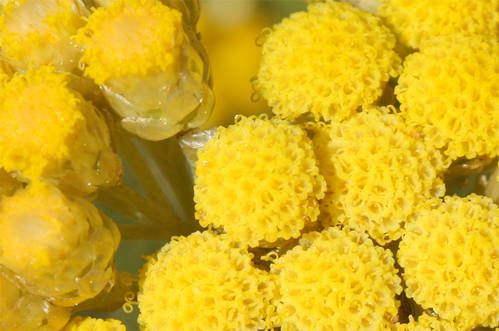 Helichrysum.JPG