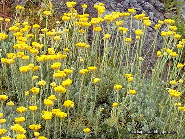 Helichrysum_italicum.jpg