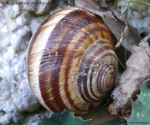 helicidae.jpg