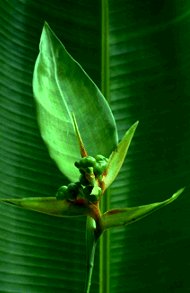 heliconia%20green%20intrdy.jpg