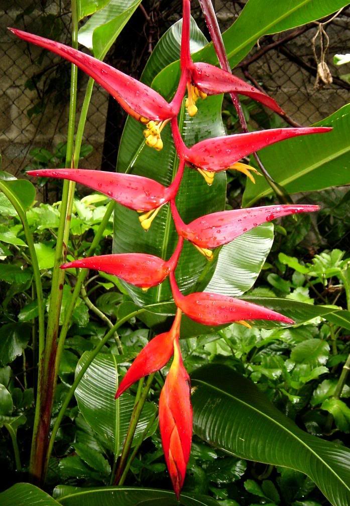 Heliconia_collinsiana.jpg