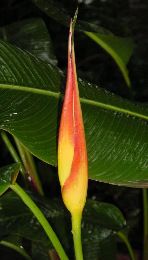 Heliconia_latispatha.jpg