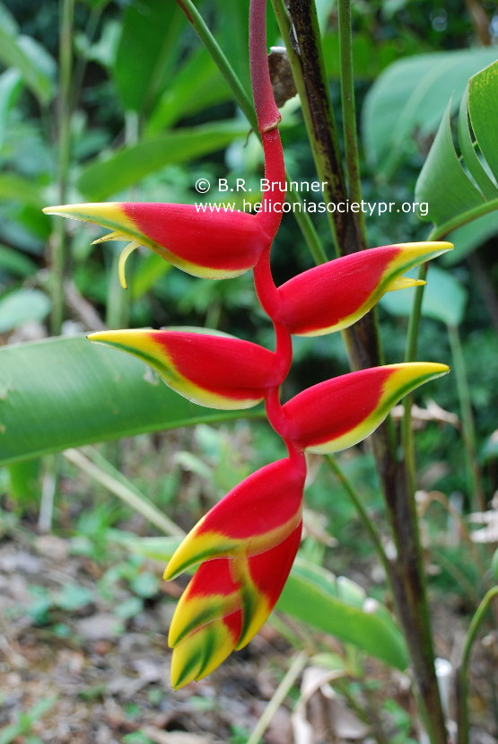 heliconia_rostrata_dwarf%20%281%29.JPG