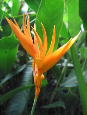 heliconiaavedelparaiso.jpg