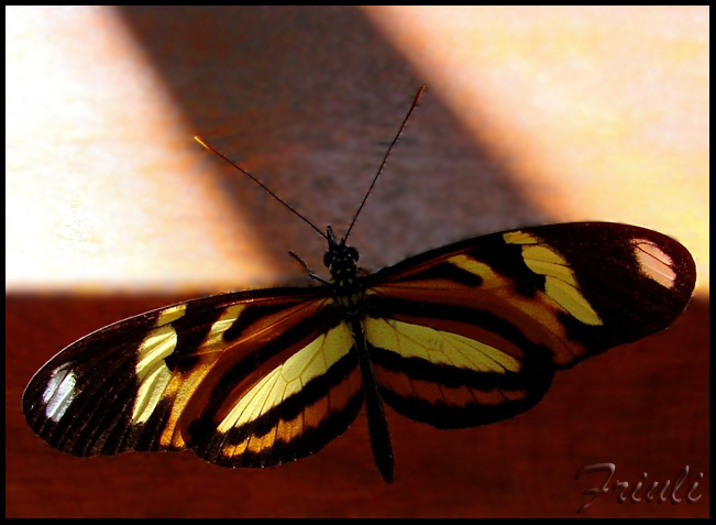 Heliconius_ethilla_narcaea.jpg