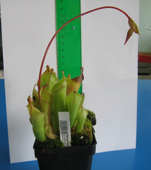 Helimaphora%20con%20medida.JPG