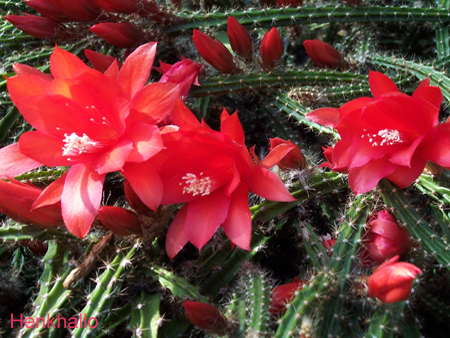 Heliocereus%20Speciosus%20.jpg