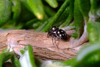 Heliophanus_apiatus.jpg