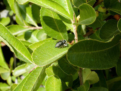 Heliophanus_cupreus.jpg