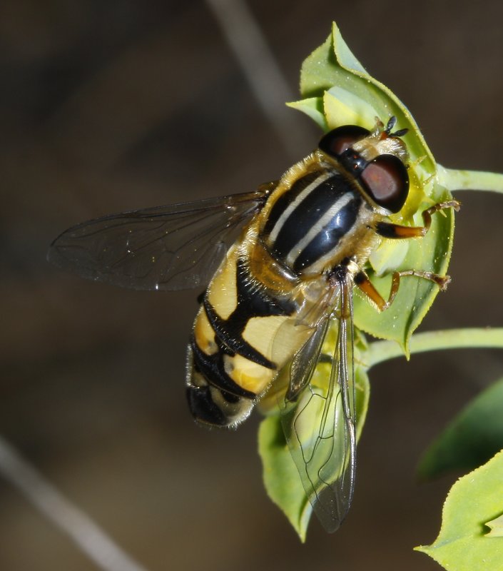 Heliophilus%20pendulas_2030.jpg