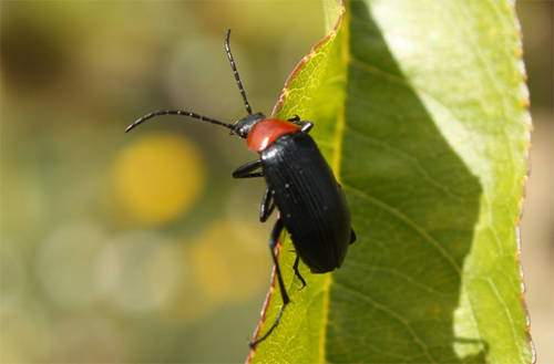 Heliotaurus_ruficollis.jpg