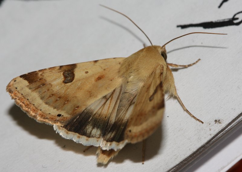 Heliothis%20peltigera%201.jpg